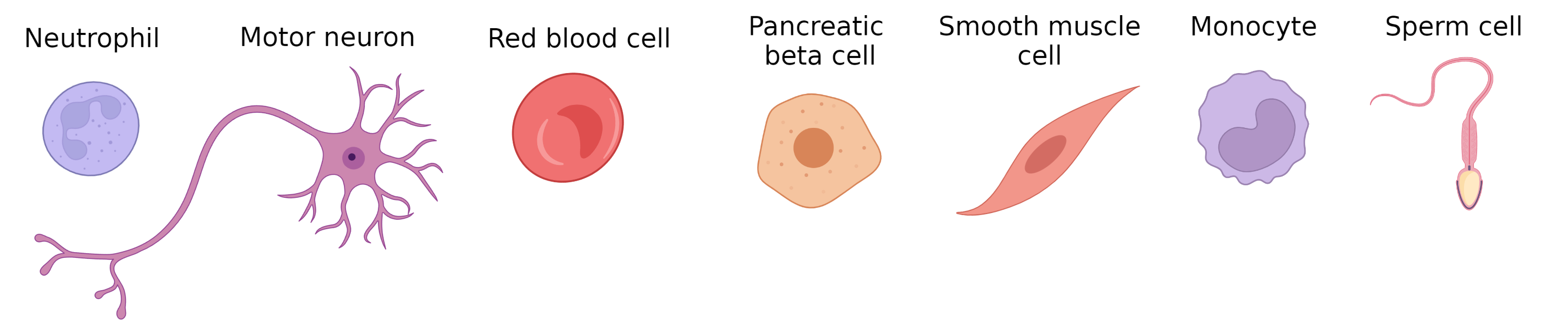 Some examples of human cell types. Created with BioRender.com.